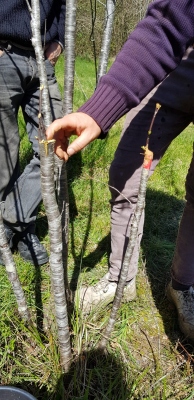 Learning grafting