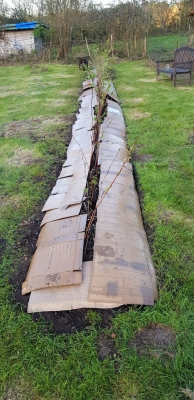 13 metre long raspberry bed