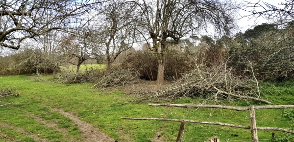 Renovating the apple trees