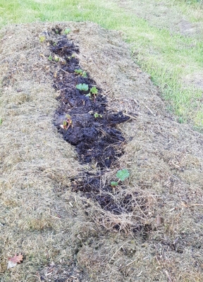 New rhubarb bed
